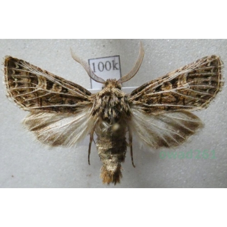 Tholera decimalis (Poda, 1761) male Splotka perzanka Belgium100k